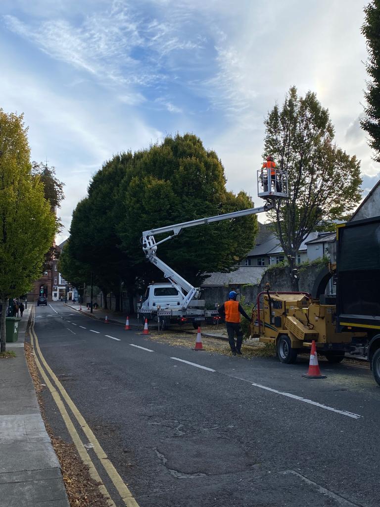 Leinster Road Tree Removal